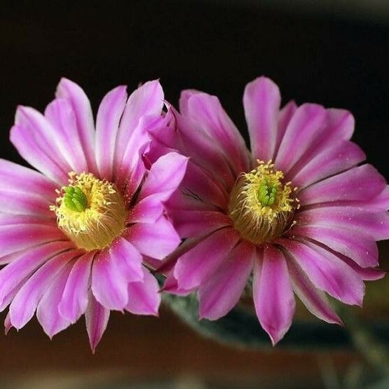 Echinocereus Schmollii