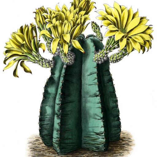 Echinocereus Subinermis