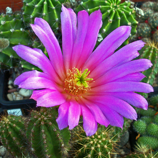 Echinocereus Viereckii