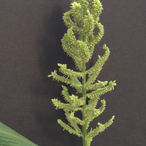 Echinochloa Frumentacea