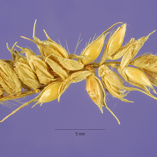 Echinochloa Stagnina