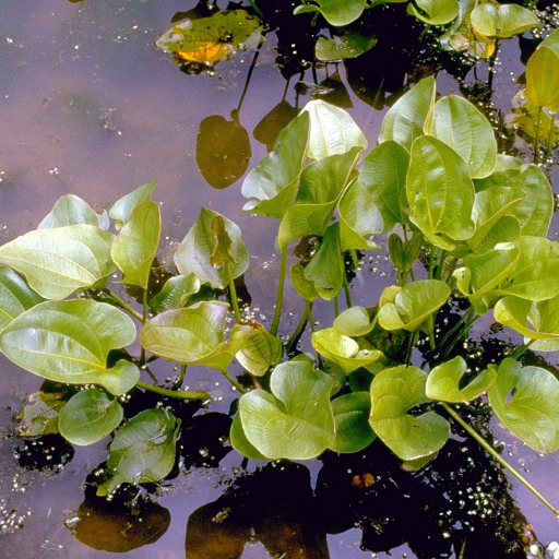 Echinodorus Cordifolius
