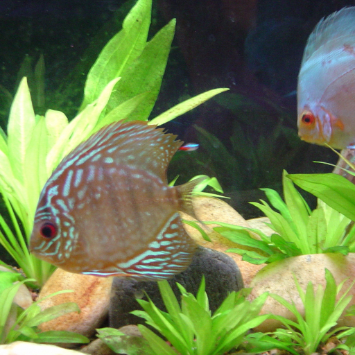 Echinodorus Grisebachii