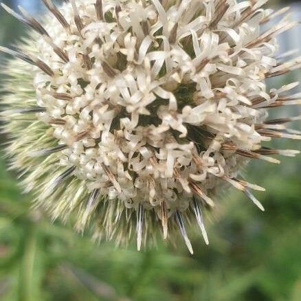 Echinops Kebericho