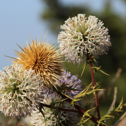Echinops Spinosissimus