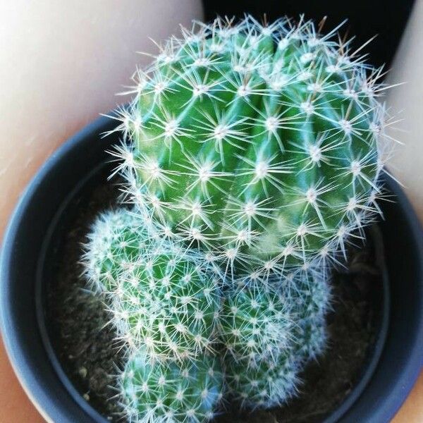 Echinopsis Calochlora