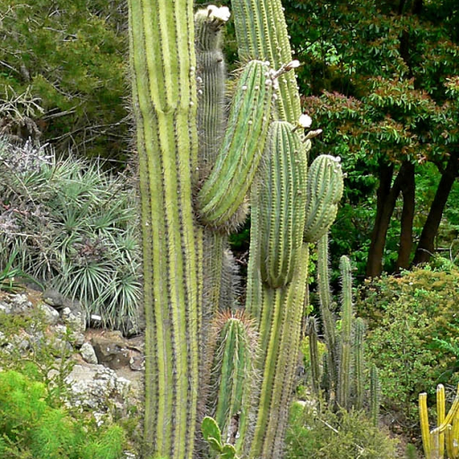 Echinopsis Terscheckii