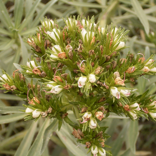 Echium Brevirame Care Guide: Water, Soil & Propagation - Plantiary