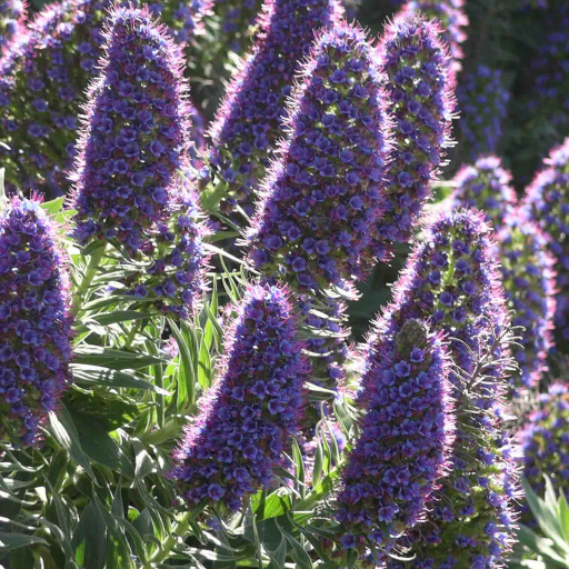 Echium Fastuosum