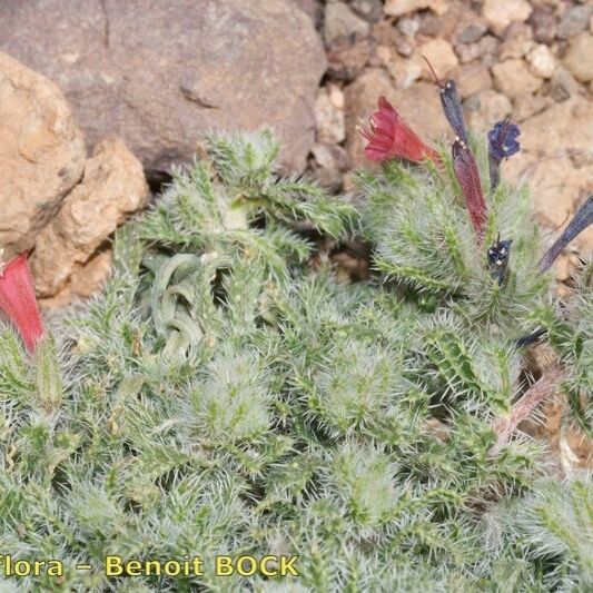 Echium Horridum