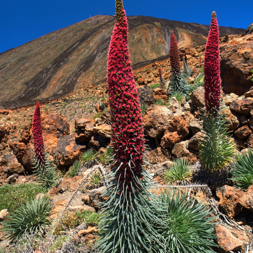 Echium Wildpretii
