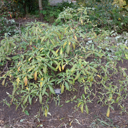 Edgeworthia Gardneri