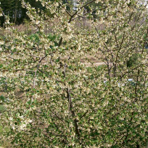 Elaeagnus Multiflora