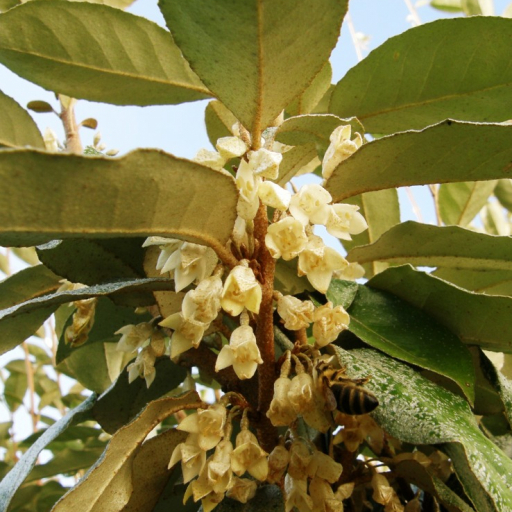Elaeagnus × Submacrophylla