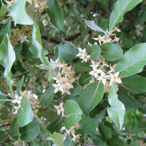 Elaeagnus Umbellata