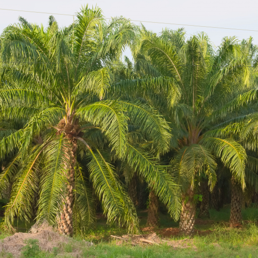 Elaeis Oleifera