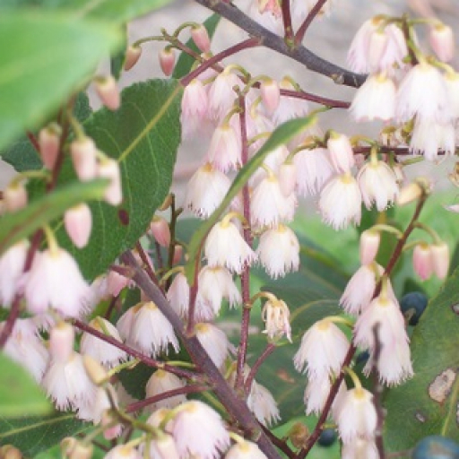 Elaeocarpus Reticulatus