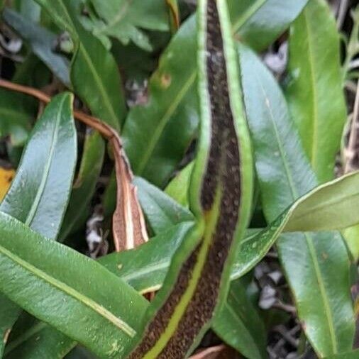 Elaphoglossum Gayanum