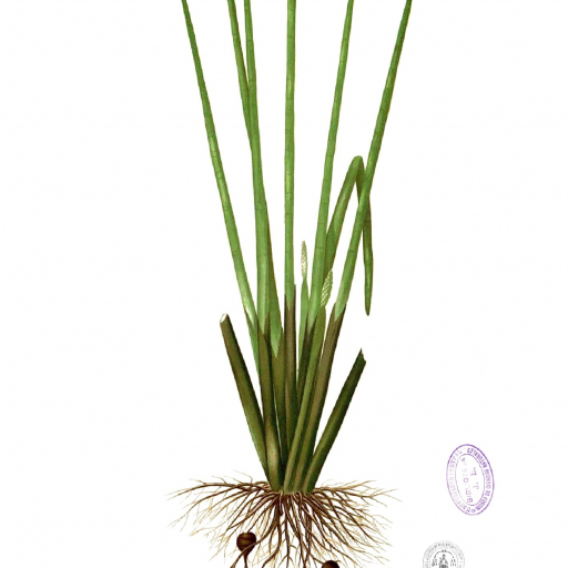 Eleocharis Dulcis