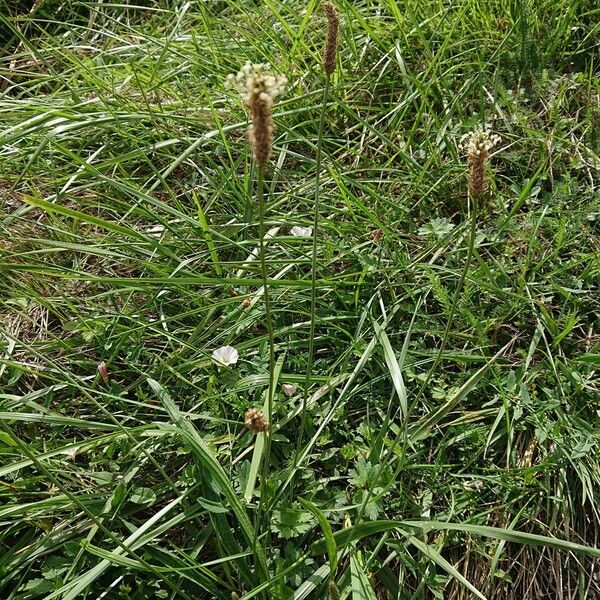 Eleocharis Elegans