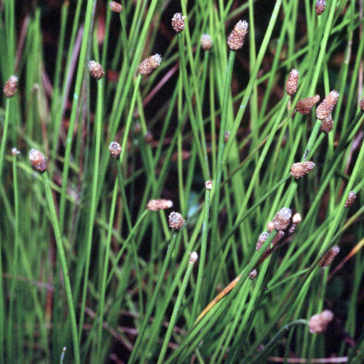 Eleocharis Obtusa