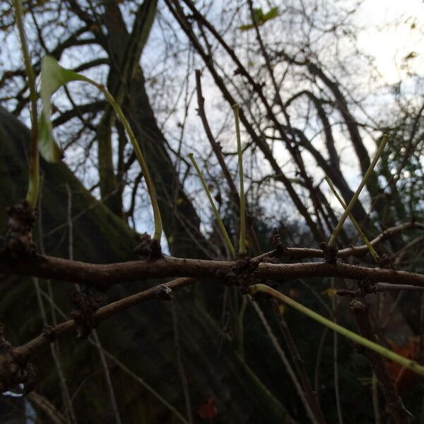 Eleutherococcus Nodiflorus