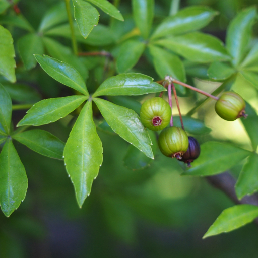Eleutherococcus Sieboldianus