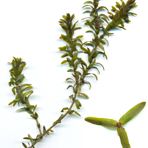 Elodea Canadensis
