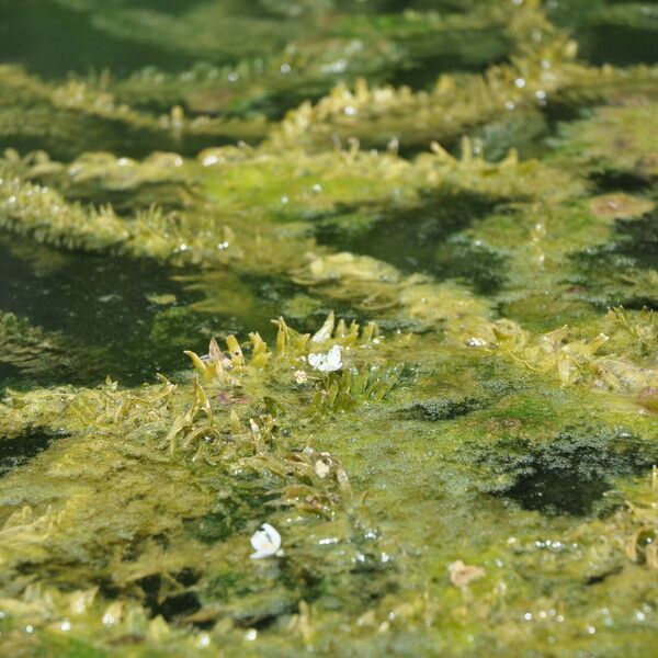 Elodea Densa