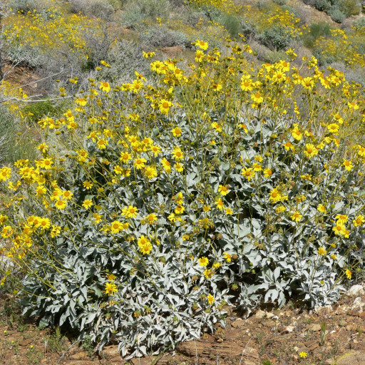 Encelia Farinosa