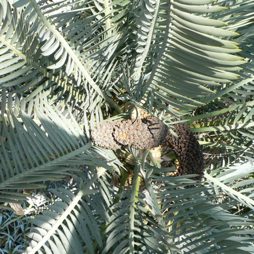 Encephalartos Lehmannii