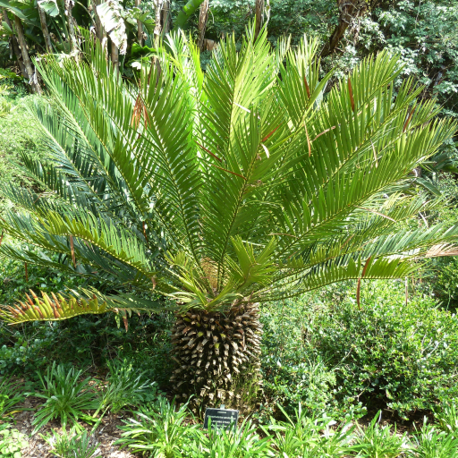Encephalartos Senticosus