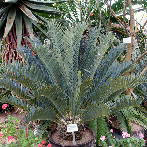 Encephalartos Trispinosus