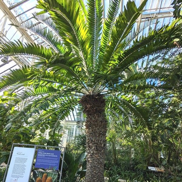 Encephalartos Woodii