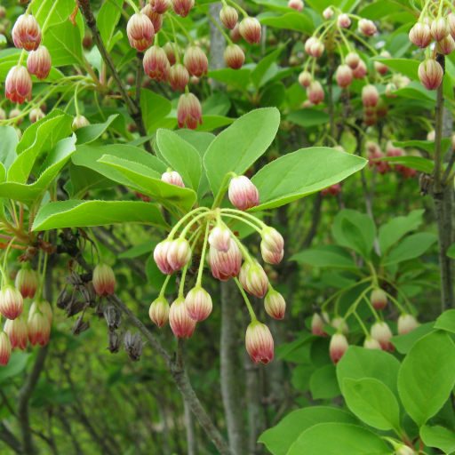 Enkianthus Campanulatus