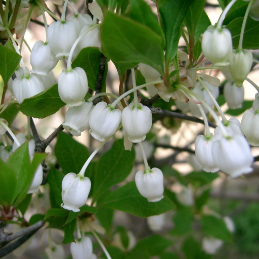 Enkianthus Perulatus
