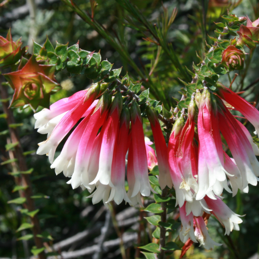Epacris Longiflora