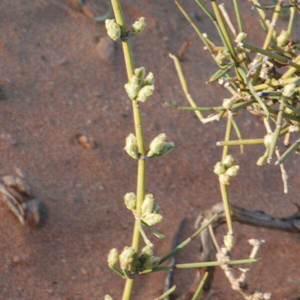 Ephedra Alata
