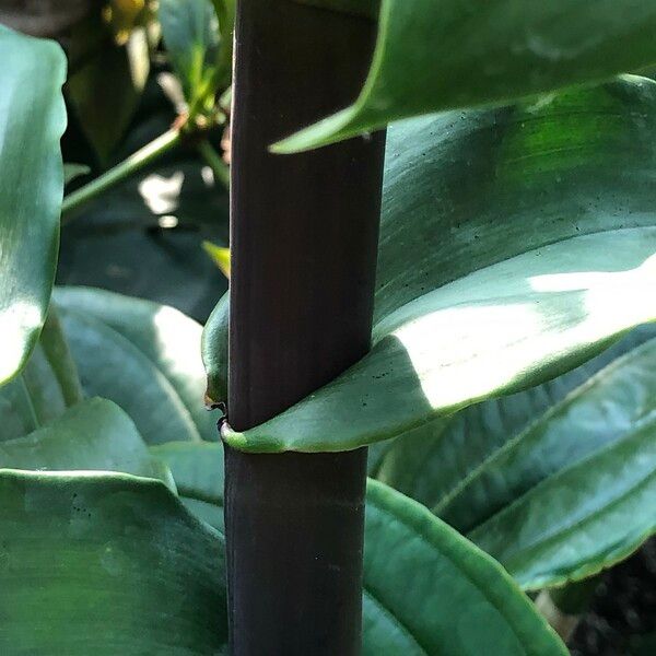 Epidendrum Atacazoicum