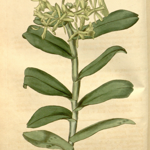 Epidendrum Chlorocorymbos