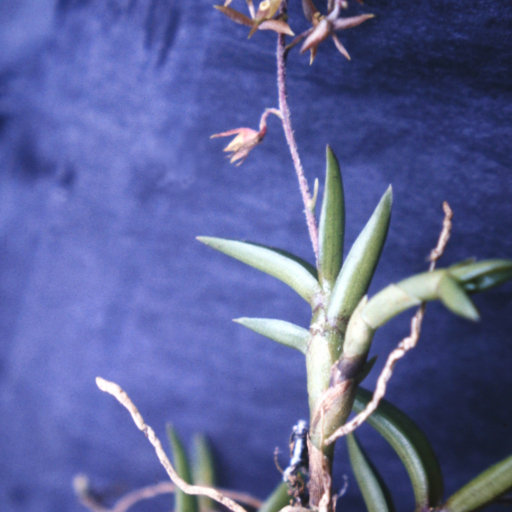 Epidendrum Microphyllum