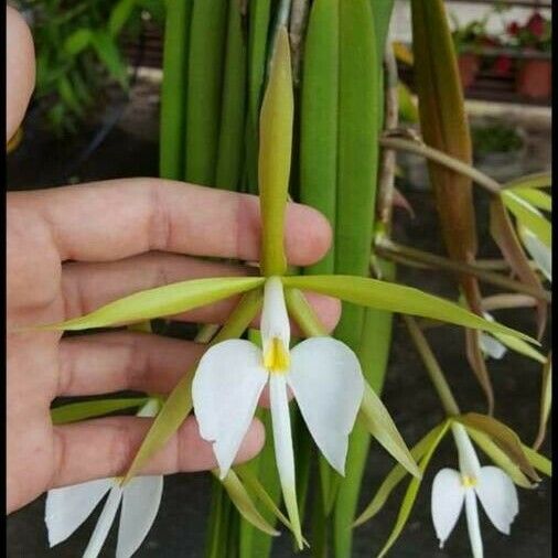 Epidendrum Parkinsonianum