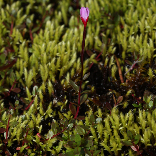 Epilobium Anagallidifolium