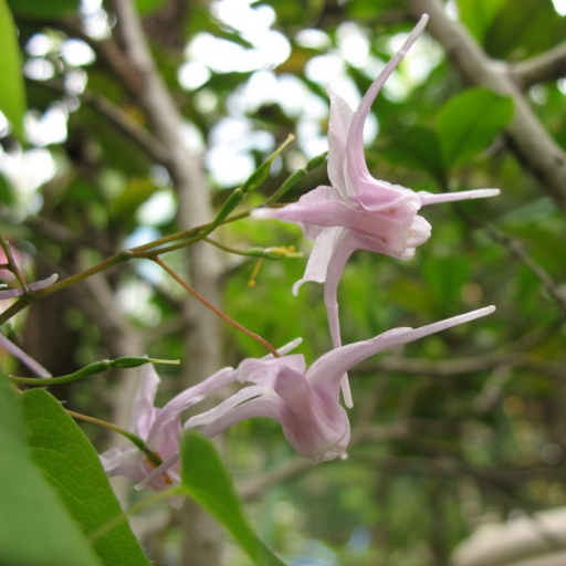 Epimedium Grandiflorum