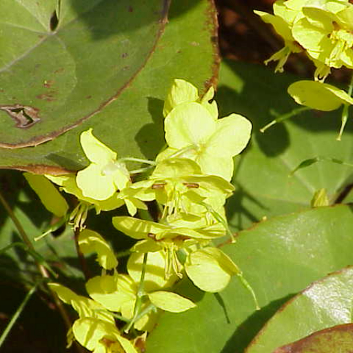 Epimedium Pinnatum