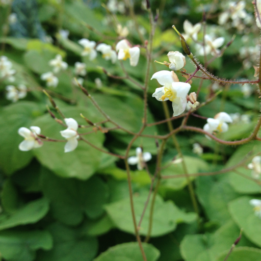Epimedium Pubigerum