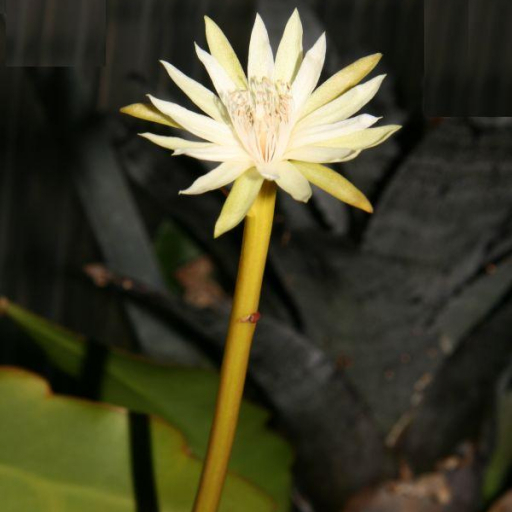 Epiphyllum Phyllanthus