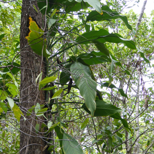 Epipremnum Amplissimum