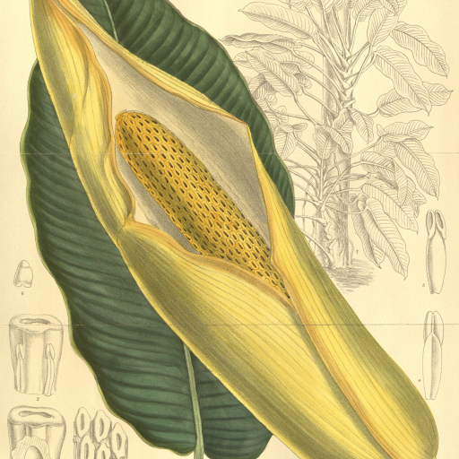 Epipremnum Giganteum