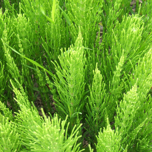 Equisetum Arvense